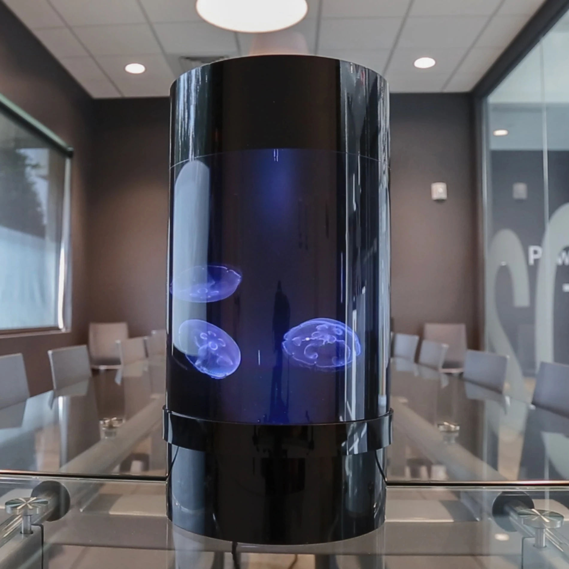 small pet home jellyfish tank