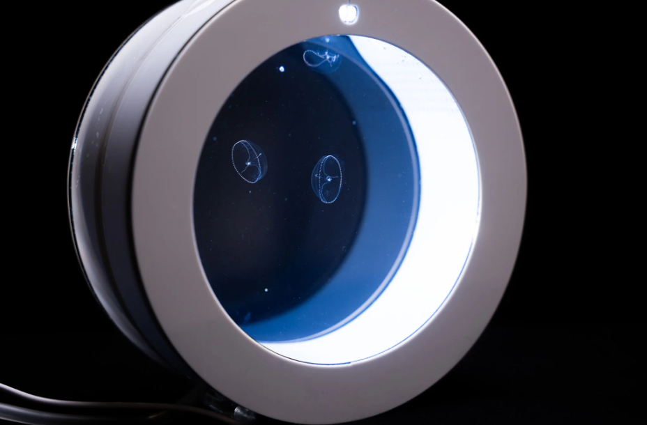 desktop jellyfish aquarium