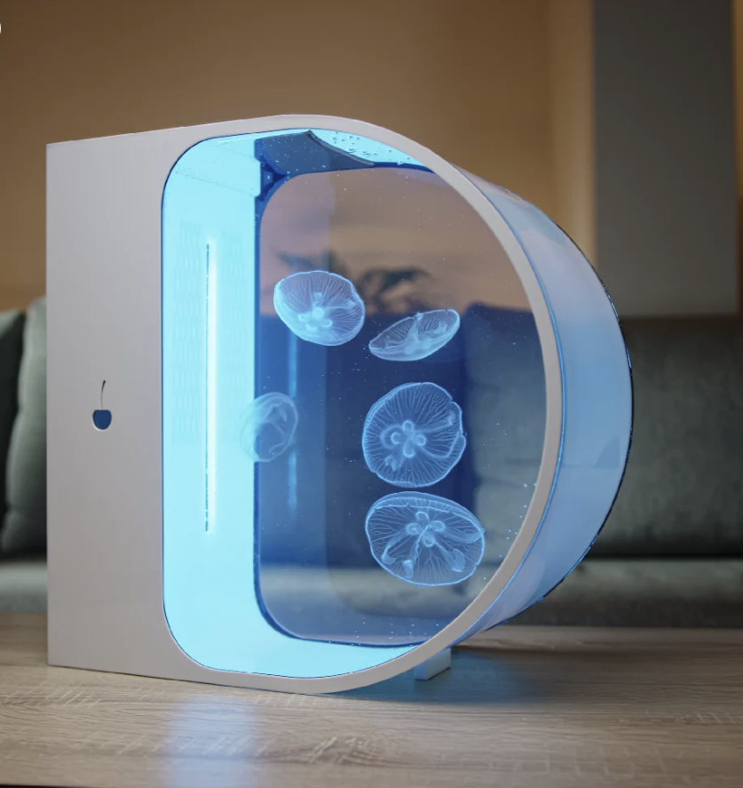 live Pet Jellyfish Tank aquarium with moon jellyfish