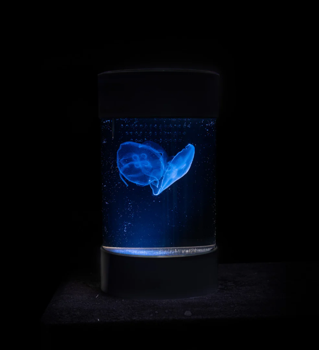 nano jellyfish tank