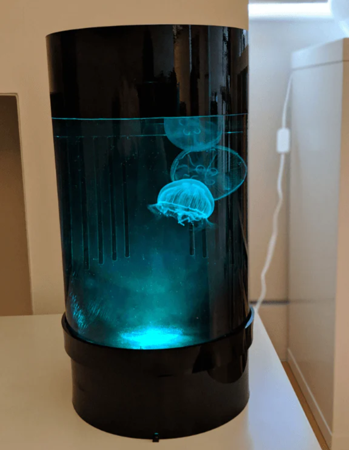 small Live jellyfish tank aquarium