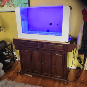 Special Jellyfish Tank