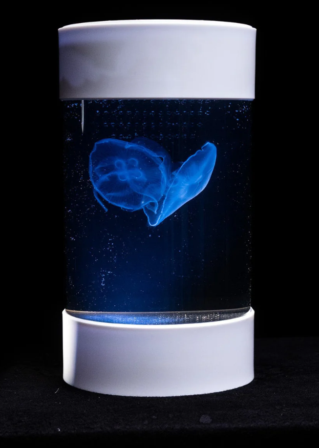 C8 Jellyfish Tank