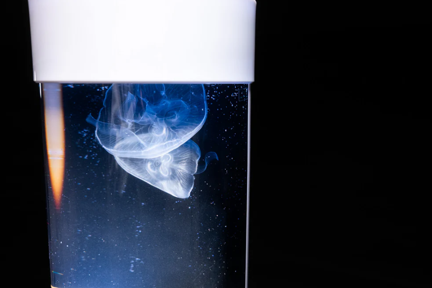 Nano Jellyfish Tank Aquarium