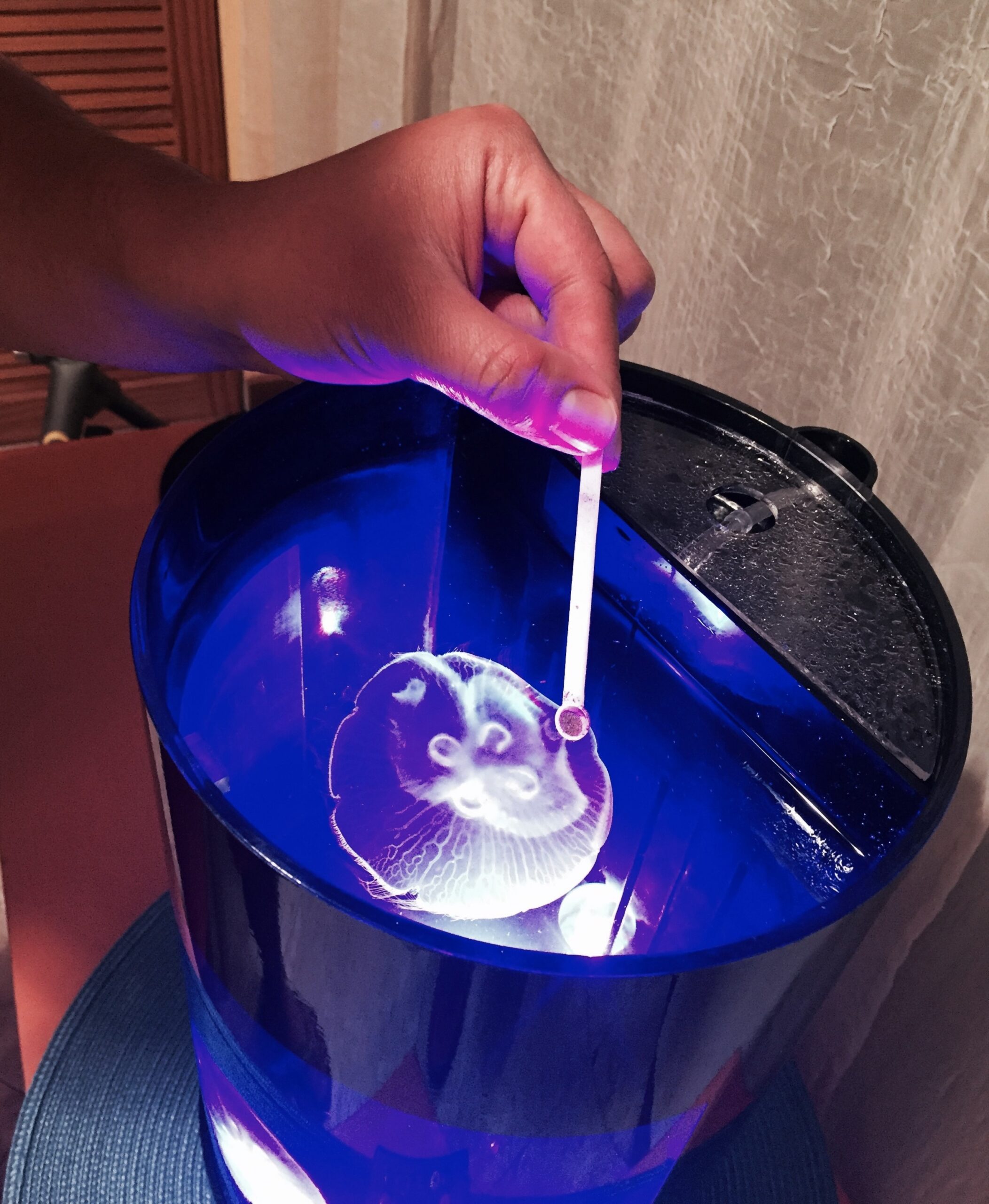 Pet Jellyfish Aquarium