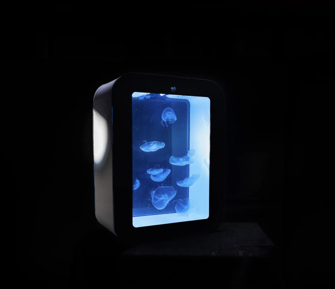 Cherry s58 jellyfish tank