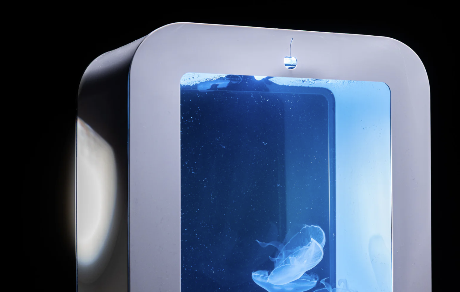 Cherry jellyfish tank