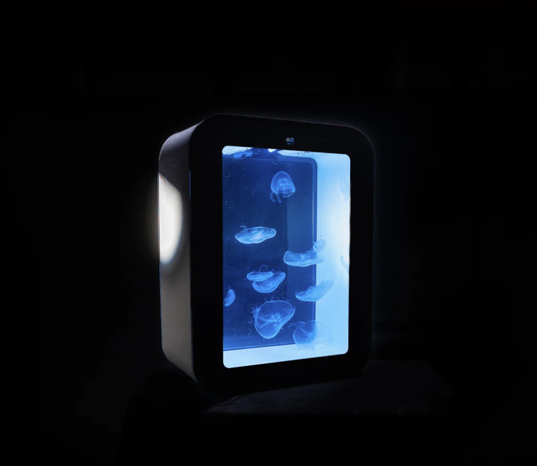 Cherry Jellyfish tank