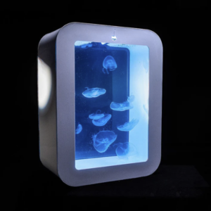 Cherry jellyfish tank