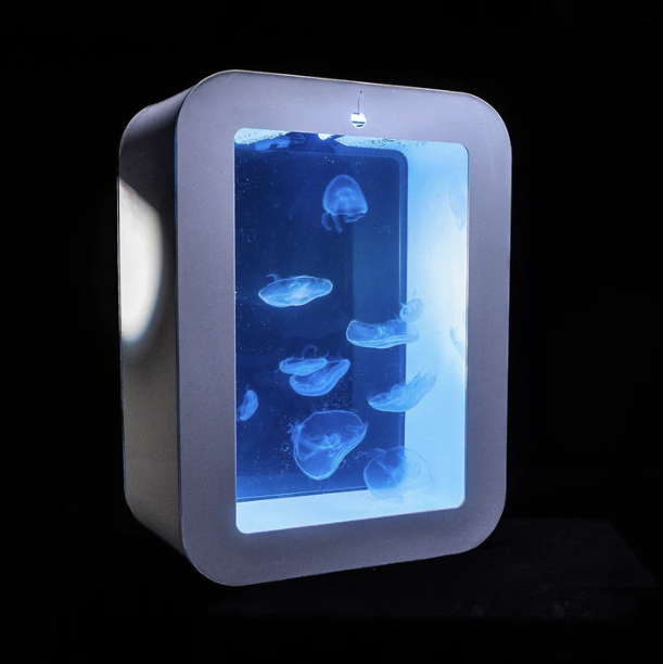 Cherry jellyfish tank