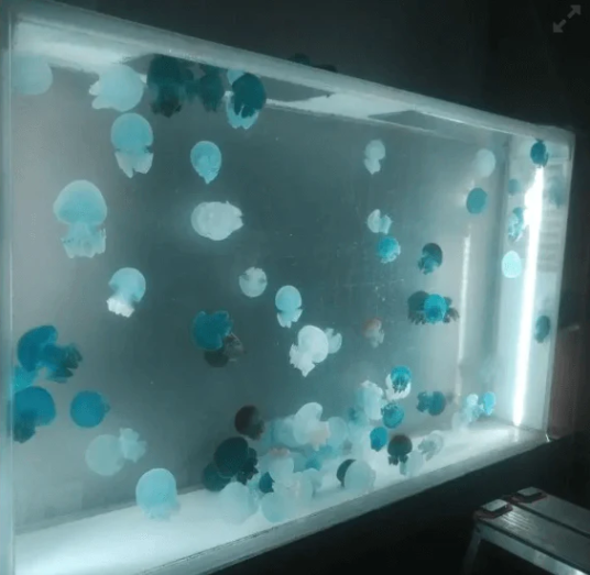 Pet Blubber Jellyfish