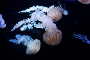 Jellyfish Tank
