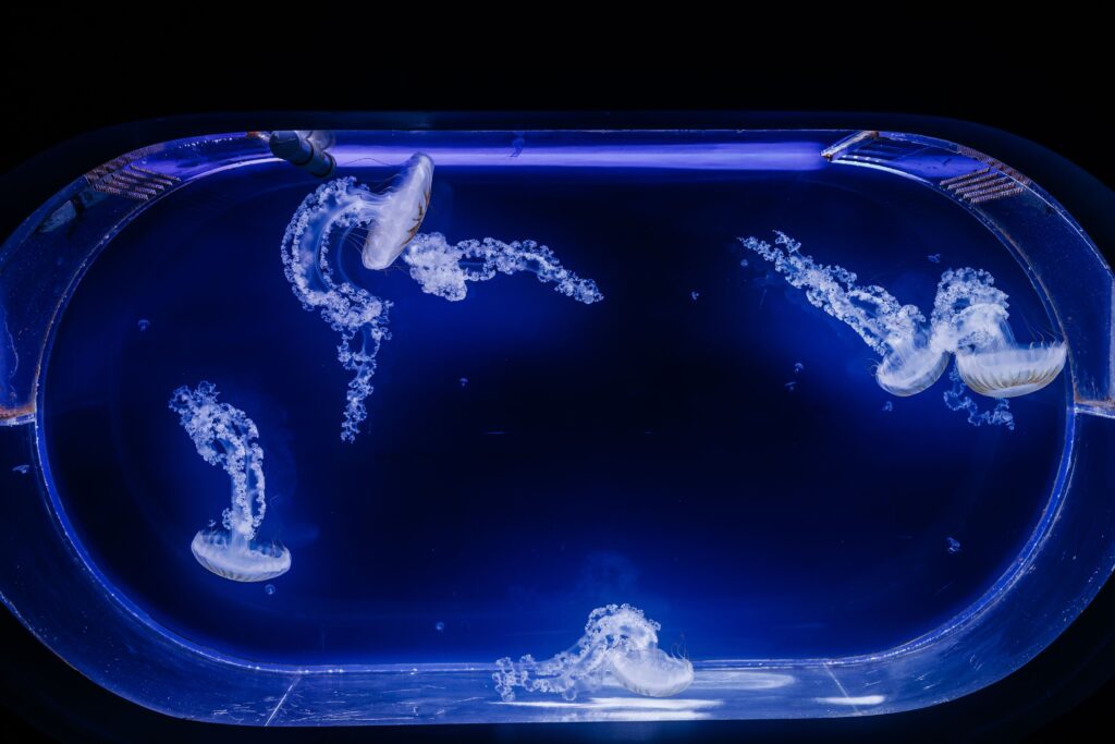 Jellyfish Tank Set up