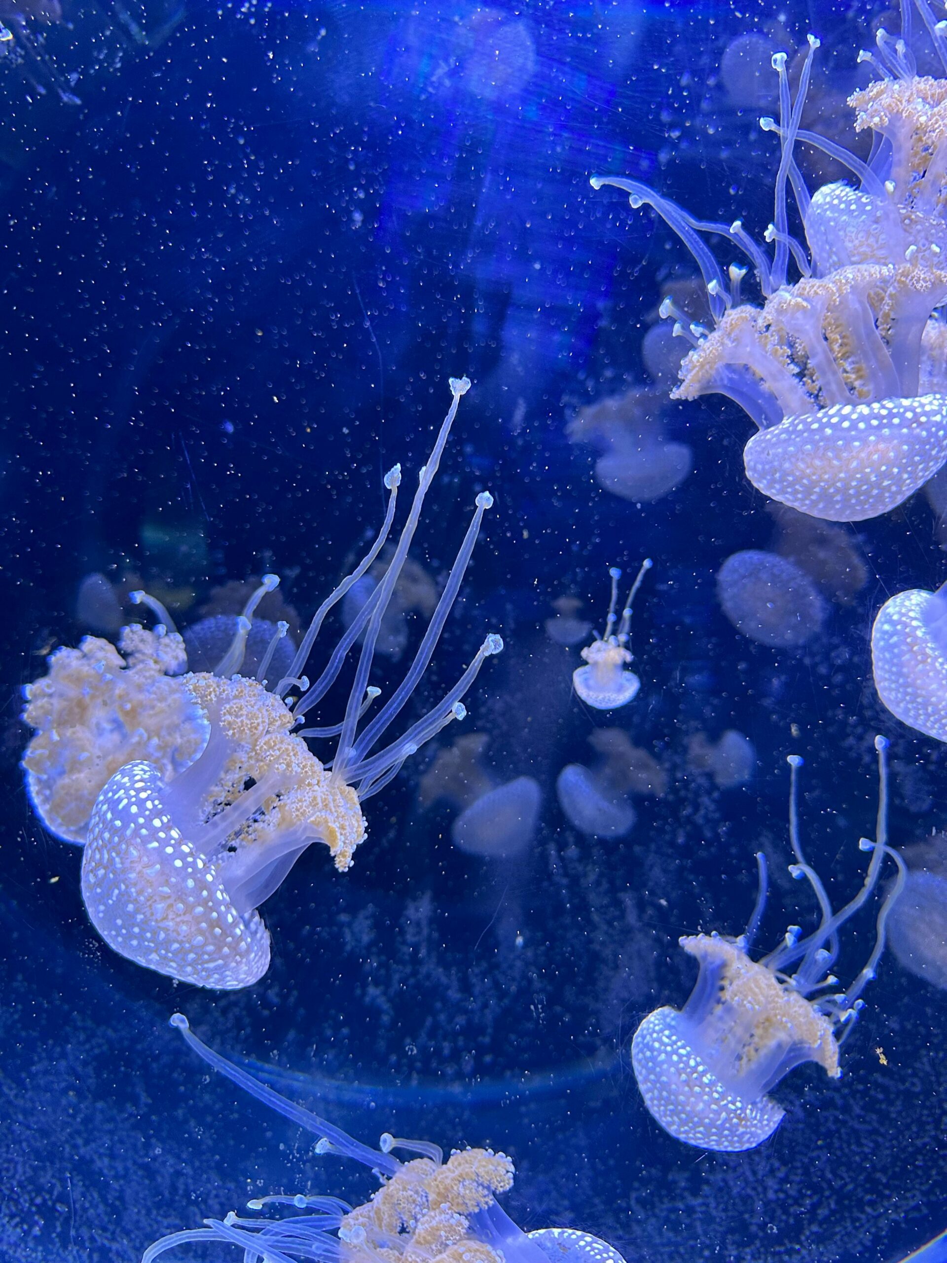 Blue Lagoon Jellyfish Tank