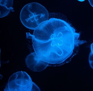 Jellyfish Tank