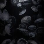 Jellyfish tank